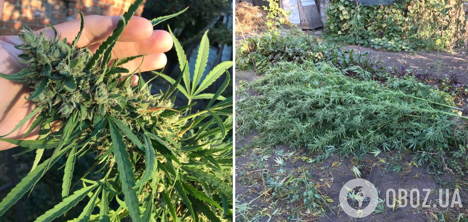 У Кривому Розі поліція виявила триметрові кущі конопель: власницею виявилась 71-річна бабця. Фото і відео