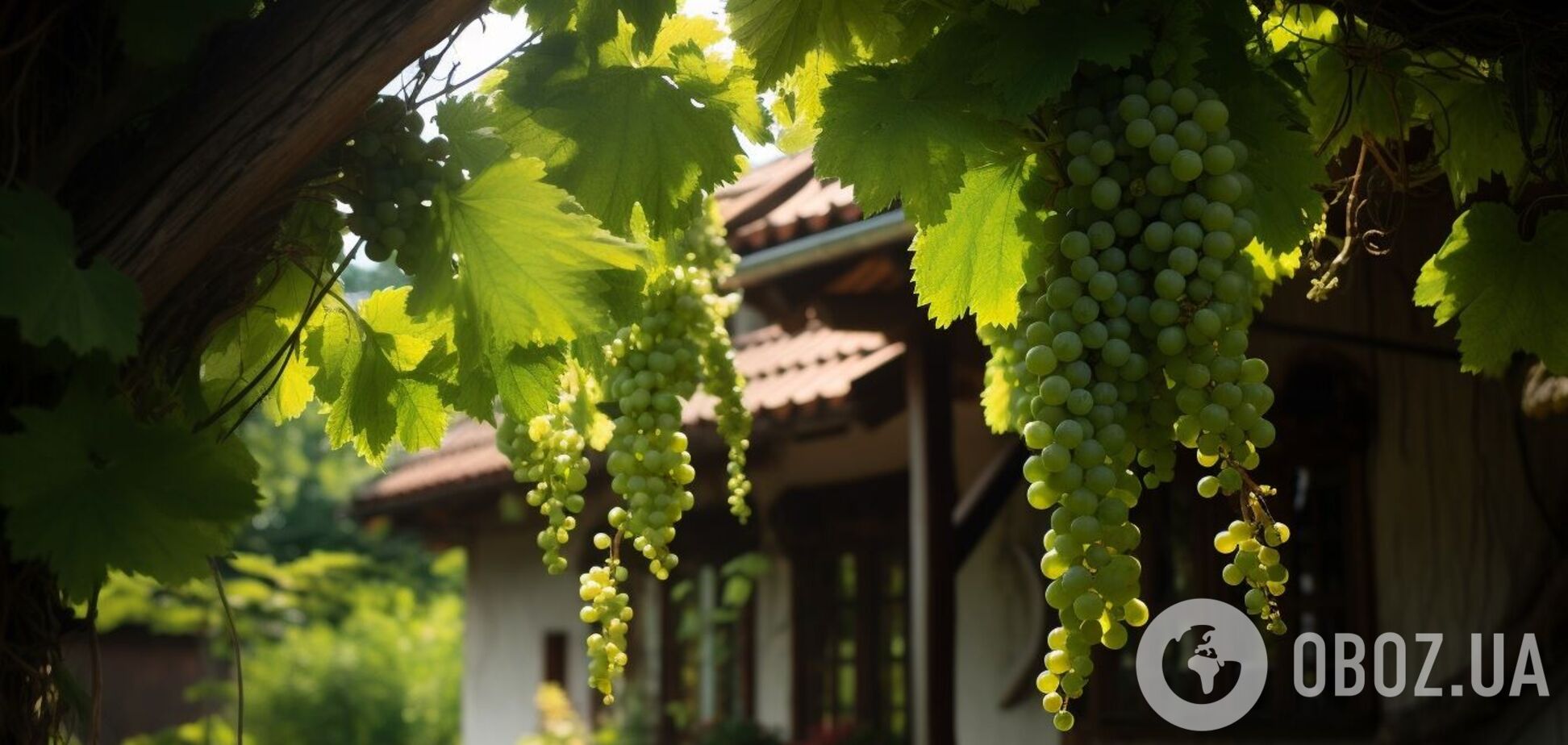 Коли треба збирати виноград: секрети, про які знають не всі