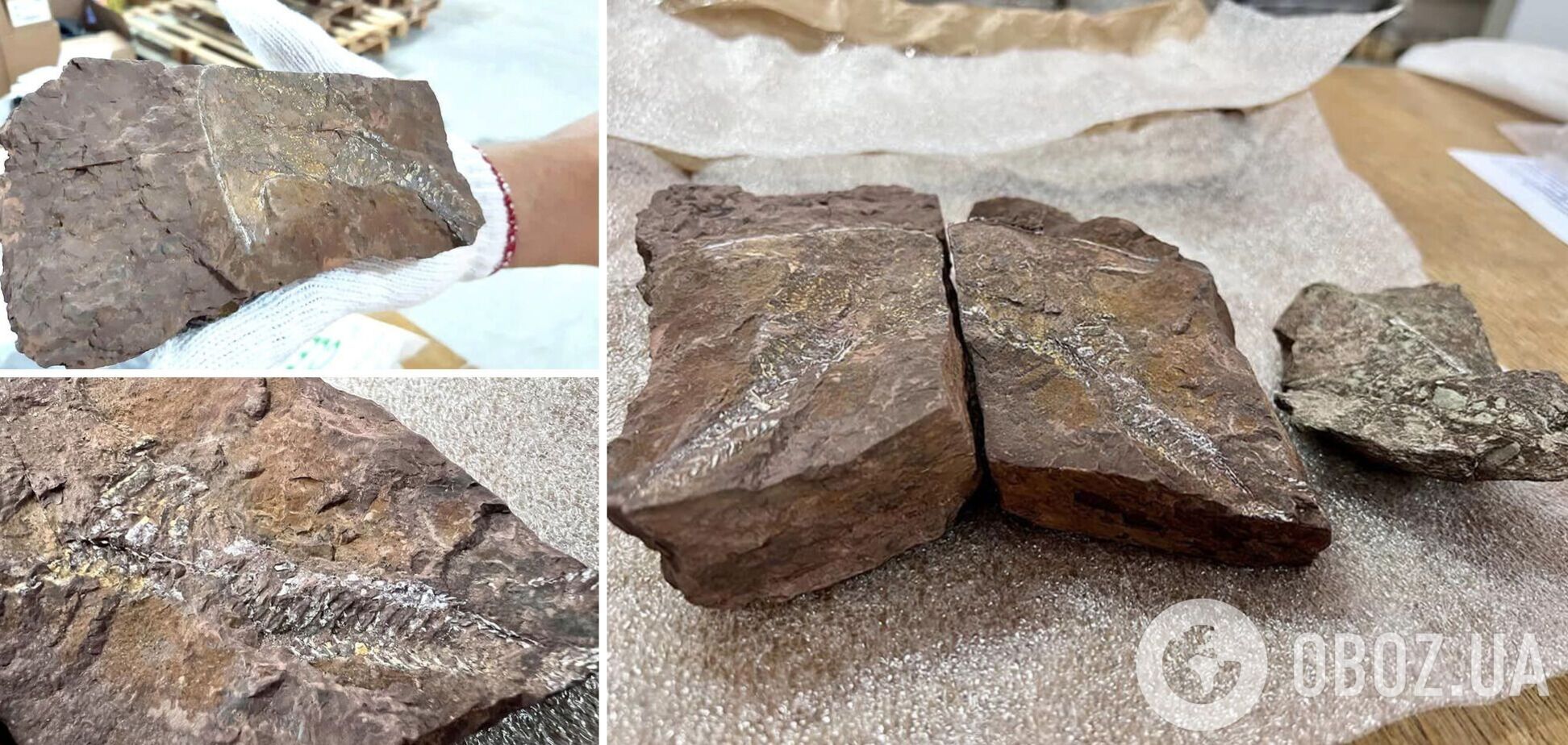 Камені з відбитками вимерлих риб намагались відправити до США