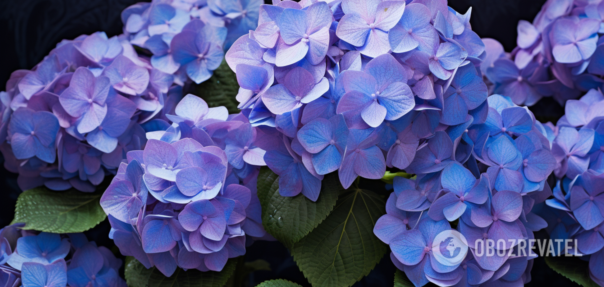 П'ять секунд і все готово: простий метод оживить навіть безнадійно занедбані гортензії