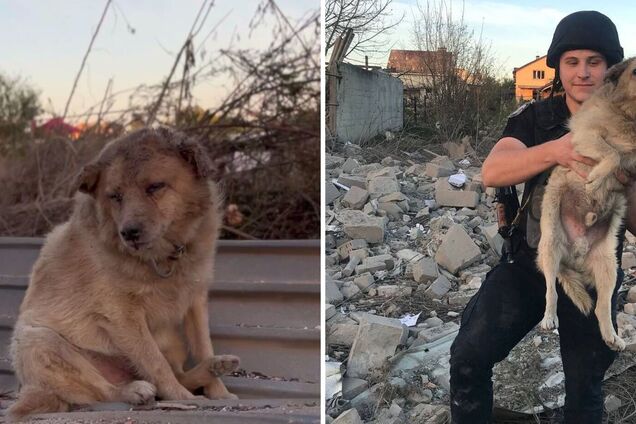 'Кожне життя важливе': мережу зворушили кадри з псом, якого врятували з-під завалів після удару РФ по Сумах. Відео