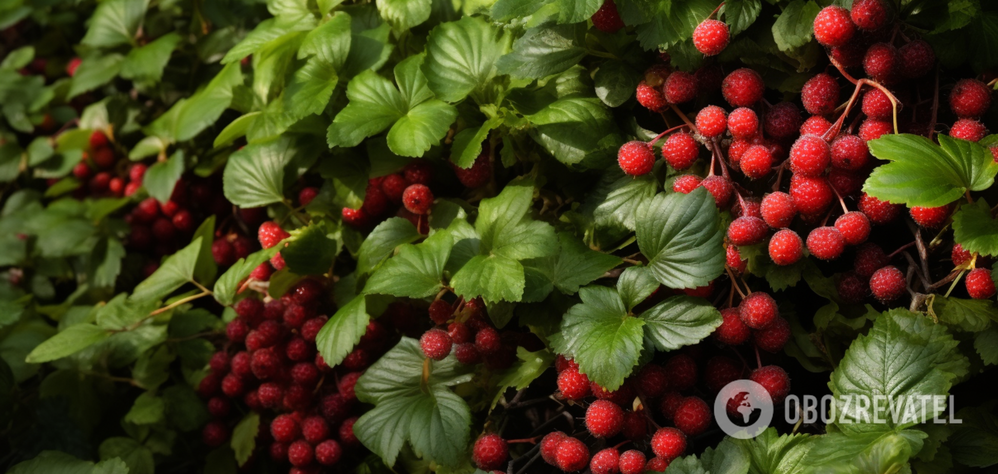 Уберите подальше от других растений: какие ягоды притягивают на огороде вредителей