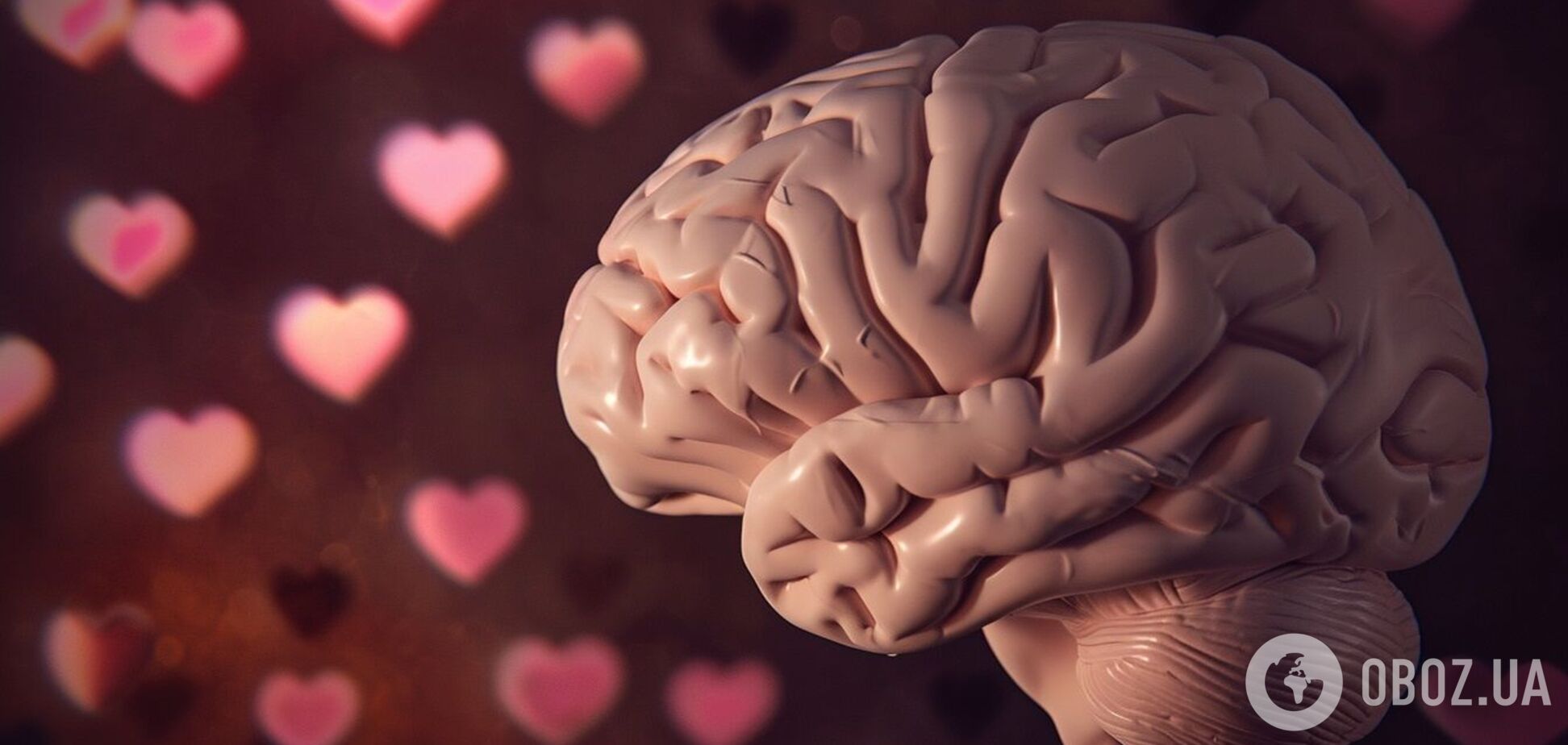 Кохання перетворює мозок на кашу: вчені нарешті зрозуміли, чому це відбувається