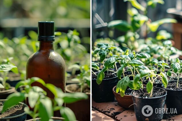 Зачем в рассаду добавляют йод: полезная хитрость, о которой мало кто знает