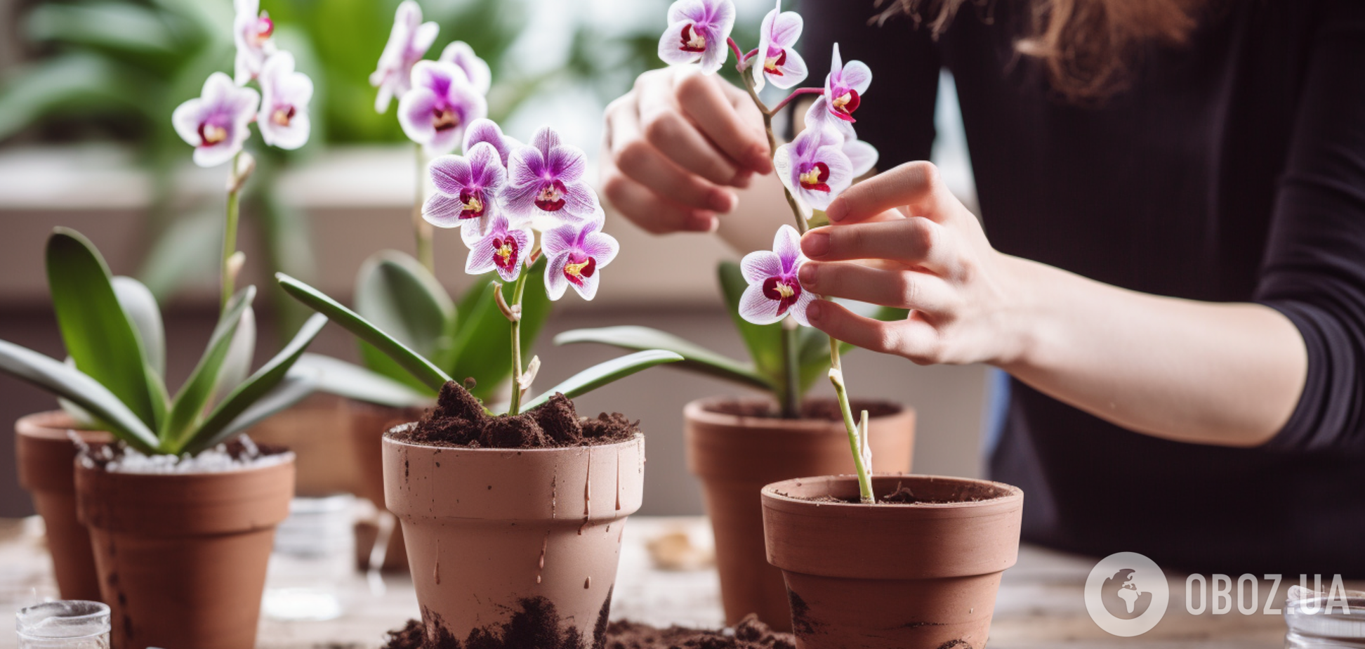 Как побудить хрупкую орхидею к цветению: четыре хитрости