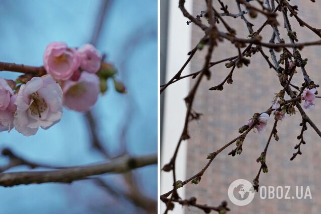 В Мукачево 'бешеная' сакура расцвела посреди зимы, несмотря на морозы. Фото