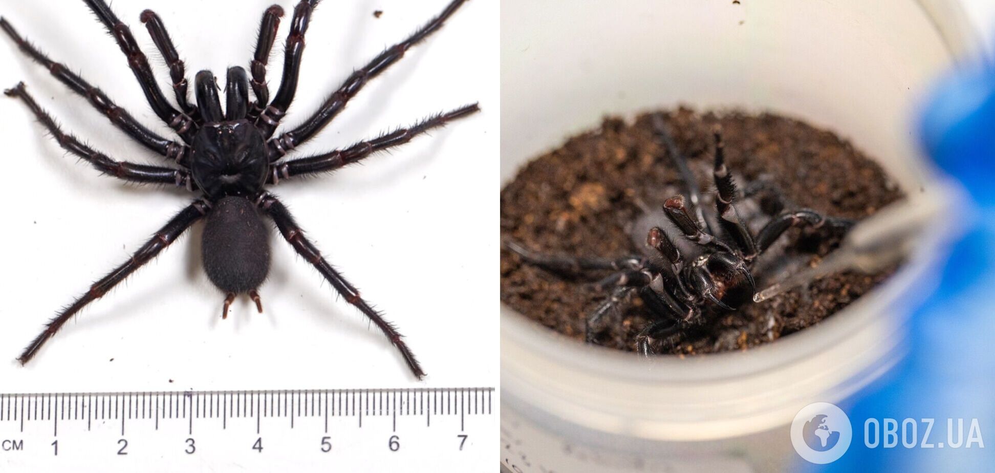 В Австралии нашли крупнейшего самца самого ядовитого паука в мире, клыки которого могут проколоть ноготь. Фото
