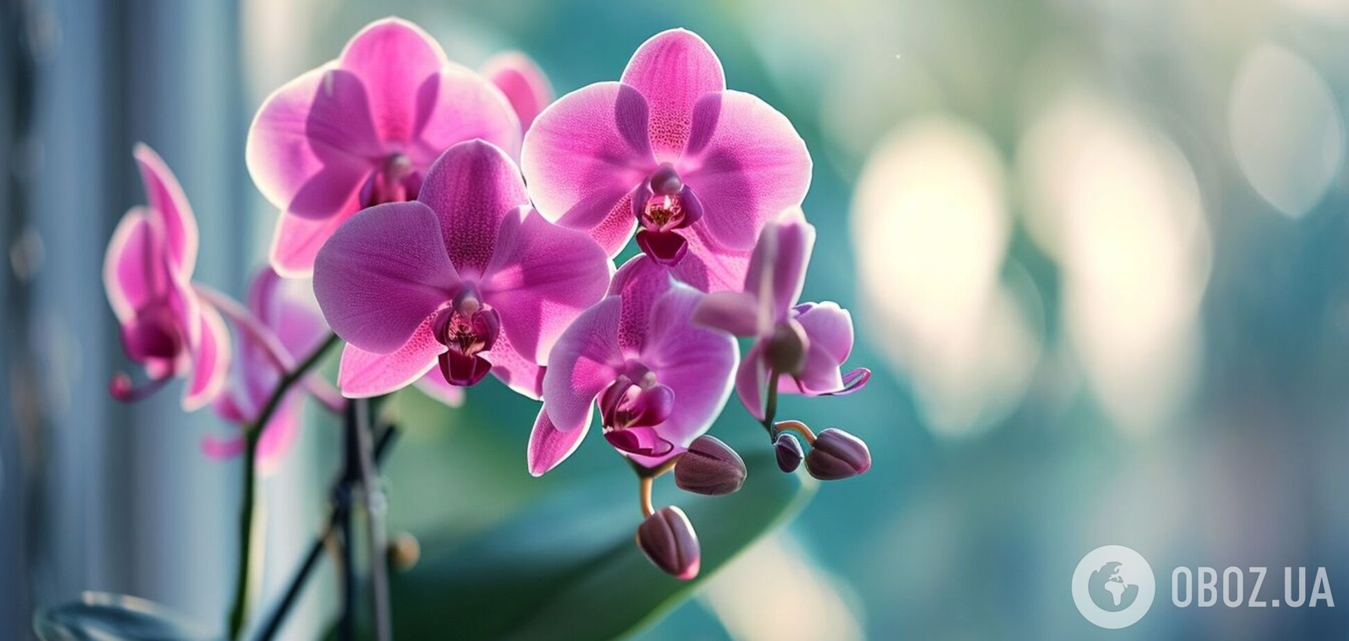 Как достичь пышного цветения орхидеи: секреты полива и подкормки