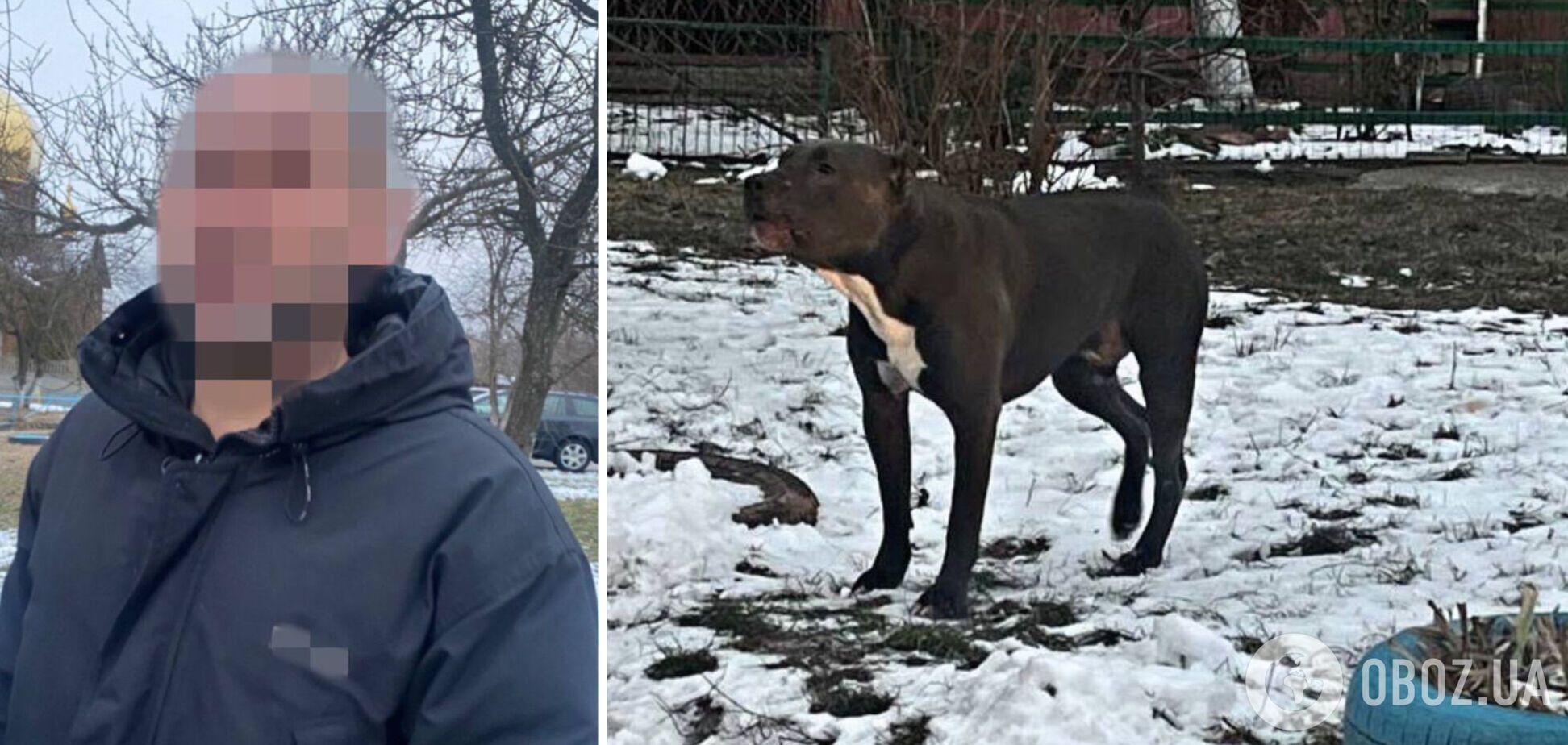 Собаку выгуливали без намордника и поводка.