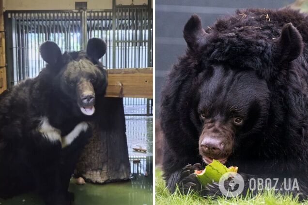 Раненый во время обстрелов на Донетчине гималайский медведь будет жить в зоопарке Шотландии