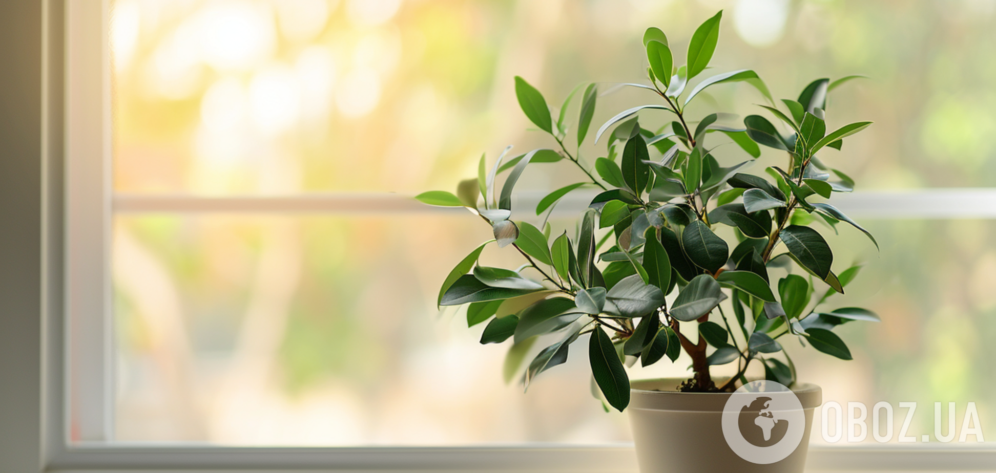 Как вырастить лавровые листья на подоконнике: советы