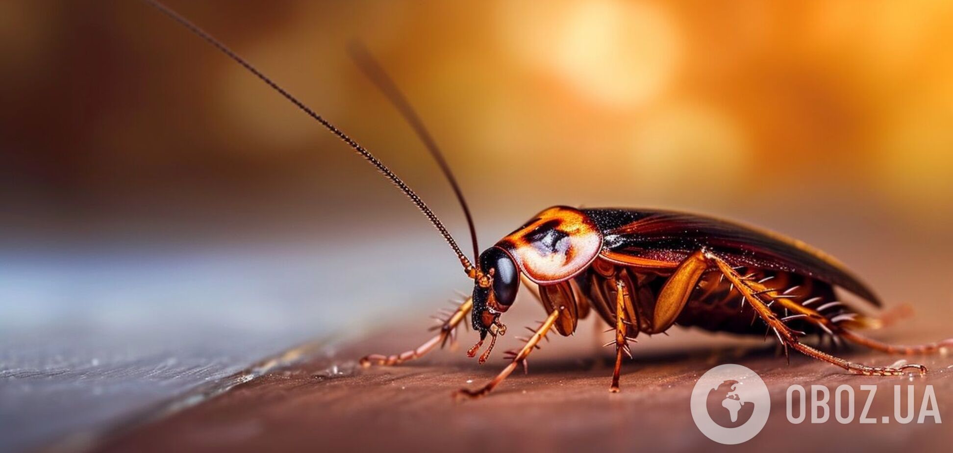 Як позбутися тарганів у домі: способи на будь-який смак