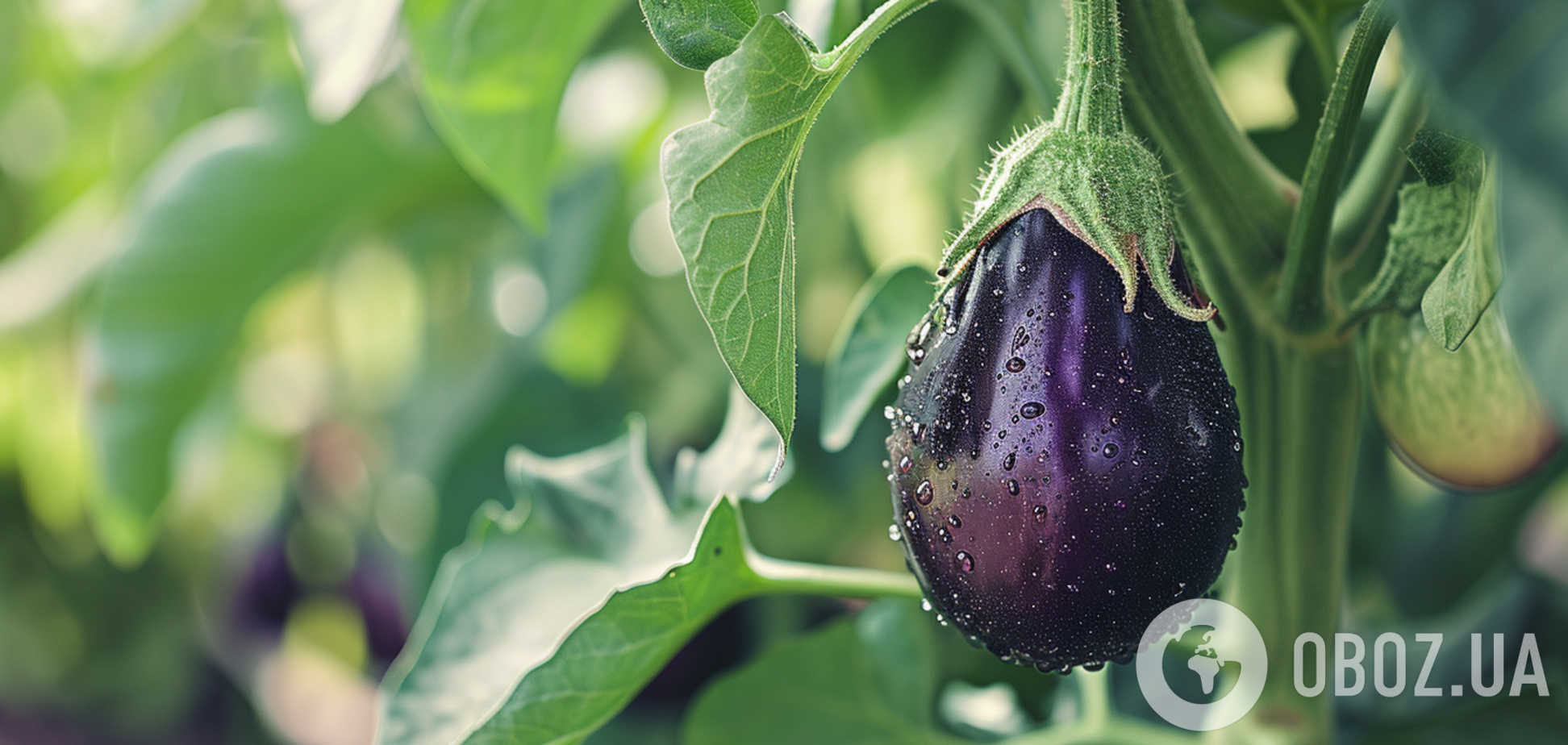 Як правильно сіяти баклажани у січні: розсада здивує всіх