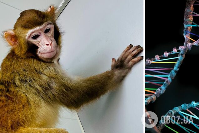 В Китае тайно клонировали макаку и признали это только 3 года спустя: готовы ли ученые повторить это на людях