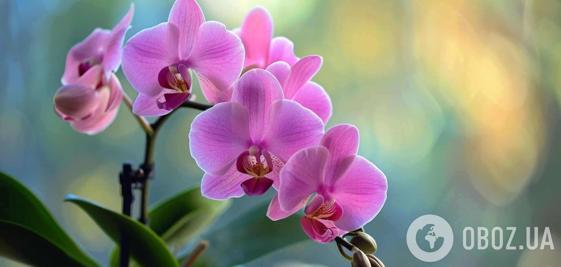 Орхідея вразить розкішними квітами: два добрива, які зміцнять рослину