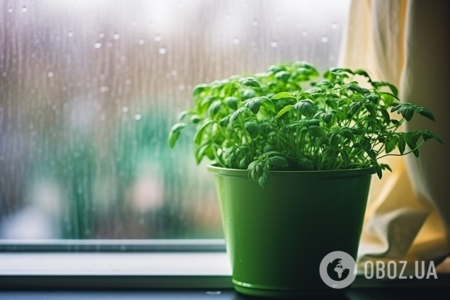 Незаменимые зимой: какие комнатные растения помогут избавиться от конденсата