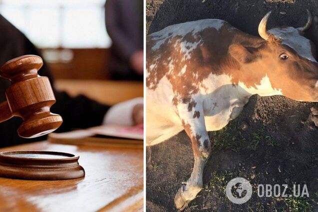 Суд вынес приговор мужчине, который тянул беременную корову за трактором на Хмельнитчине: обстоятельства дела