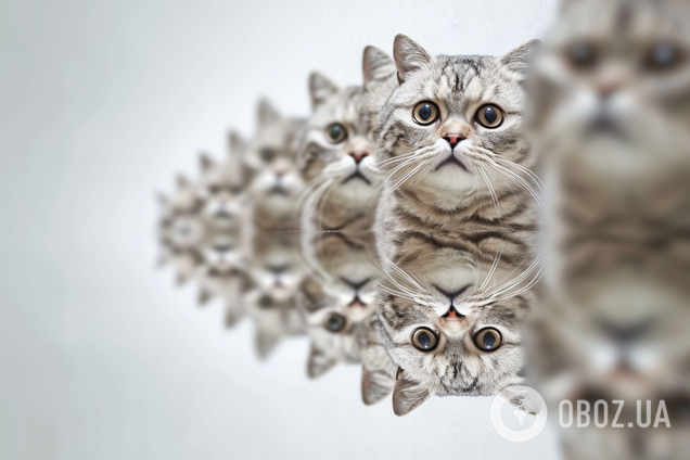 На розв’язання є лише 4 секунди: весела головоломка з котами