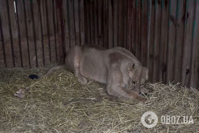Животное полностью дезориентировано