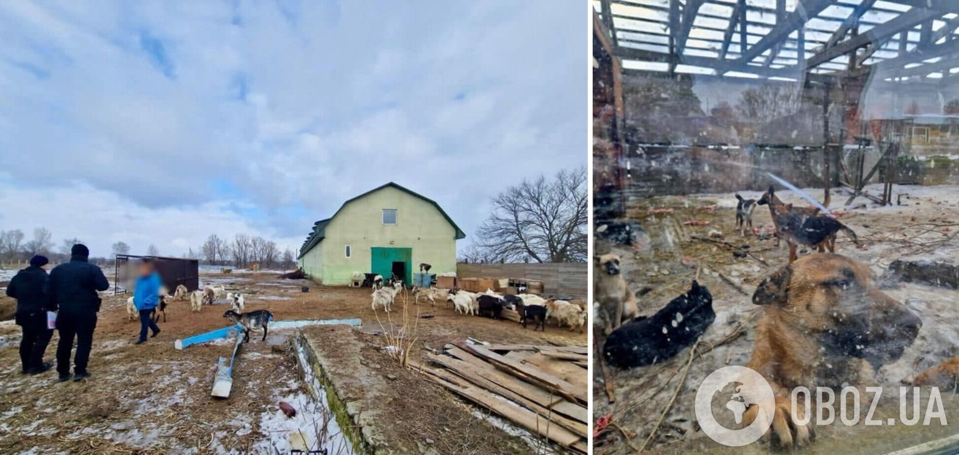 Животных содержали в ужасающих условиях