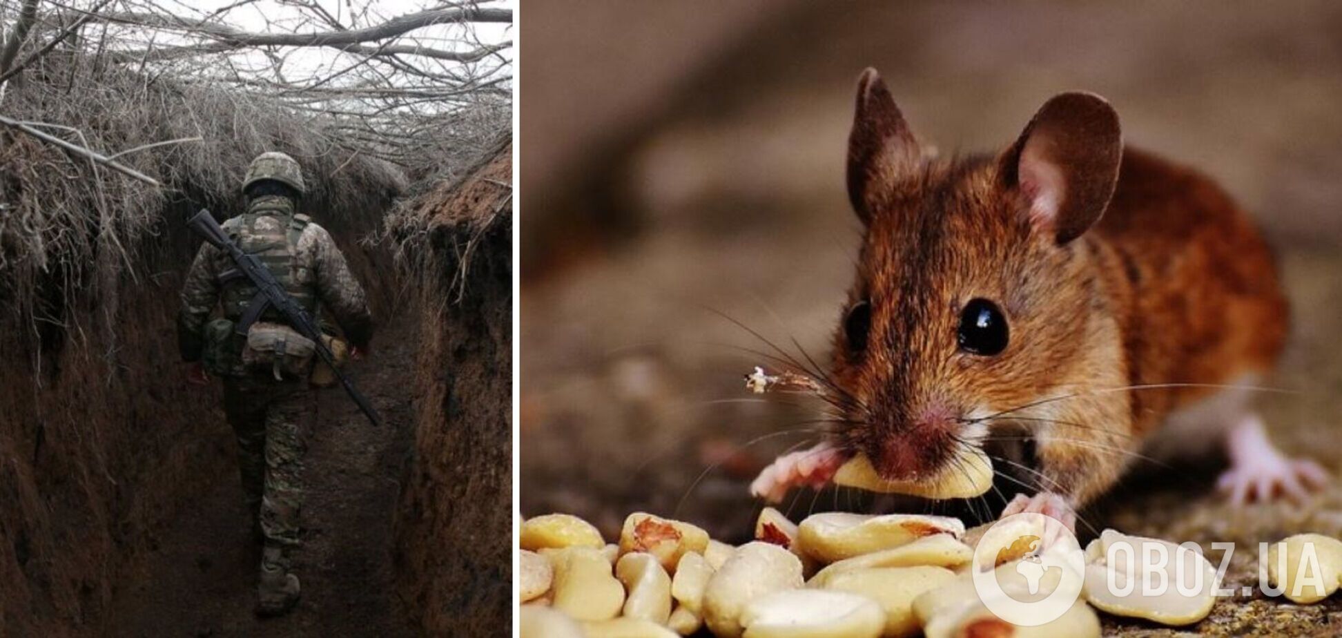 Його звати Борис, любить чипси і сало. Військовий порадив унікальний спосіб боротьби із мишами на передовій