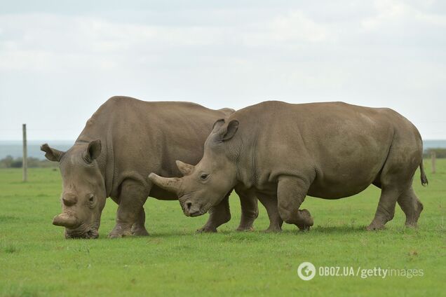 Ученым впервые в истории удалось оплодотворить самку носорога с помощью ЭКО: это может спасти вид на грани вымирания