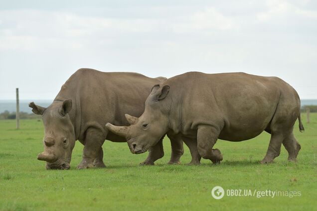 Ученым впервые в истории удалось оплодотворить самку носорога с помощью ЭКО: это может спасти вид на грани вымирания