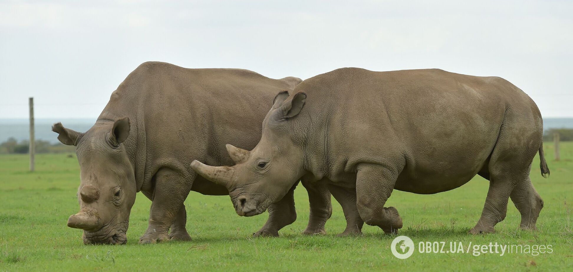 Ученым впервые в истории удалось оплодотворить самку носорога с помощью ЭКО: это может спасти вид на грани вымирания