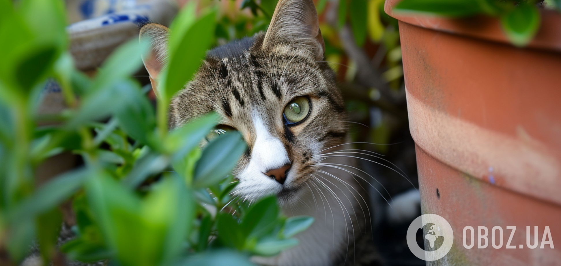 Домашній спрей відвадить котів від нищення вазонів з квітами: як приготувати