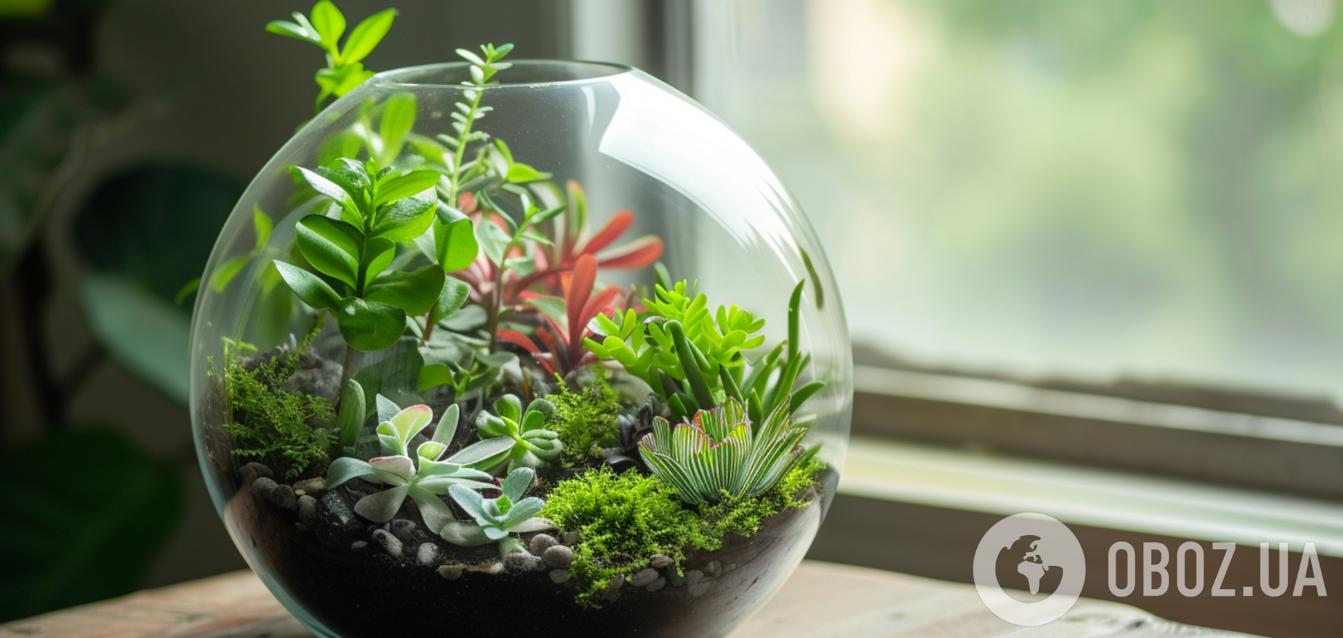 Які кімнатні рослини найкраще підходять для тераріуму: цікаві варіанти