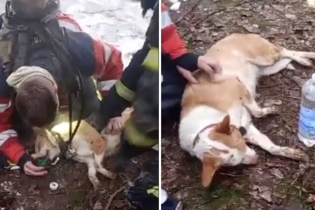 На Харківщині рятувальники відкачали собаку, якого непритомним винесли із пожежі. Відео
