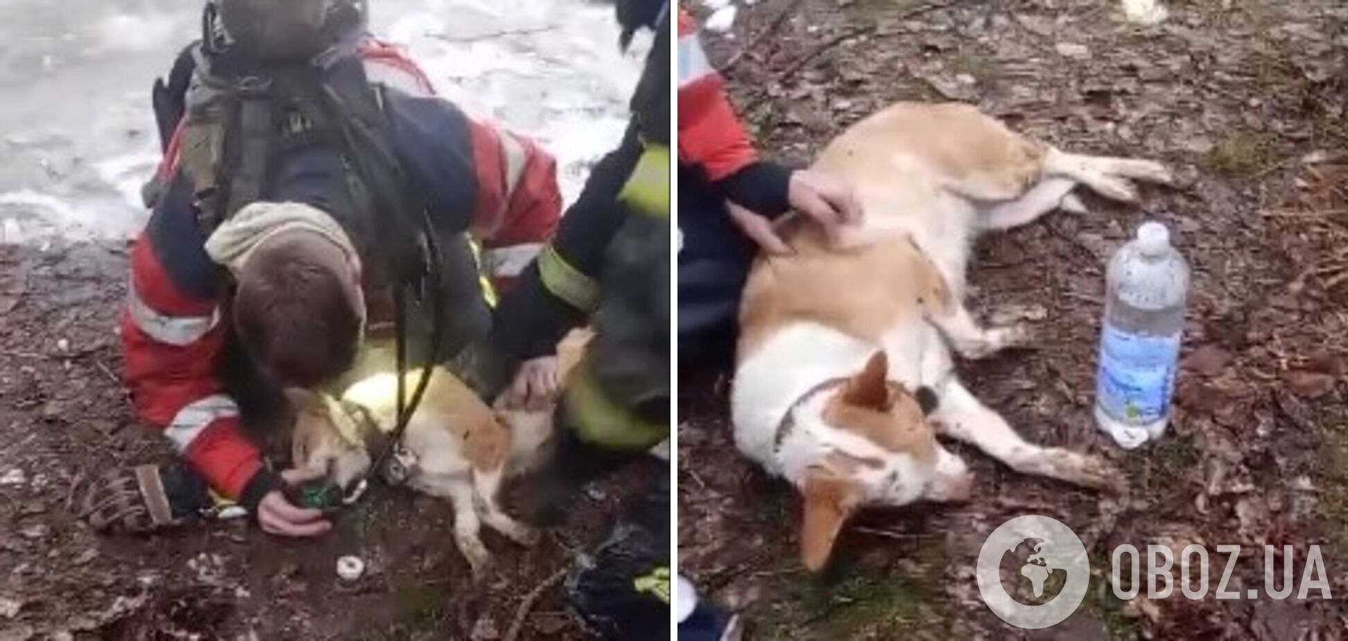 На Харківщині рятувальники відкачали собаку, якого непритомним винесли із пожежі. Відео