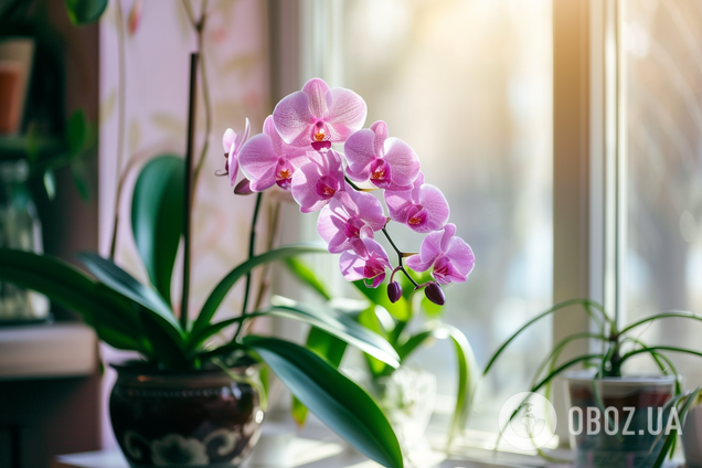 Будет цвести непрерывно: где в квартире лучше поставить орхидею