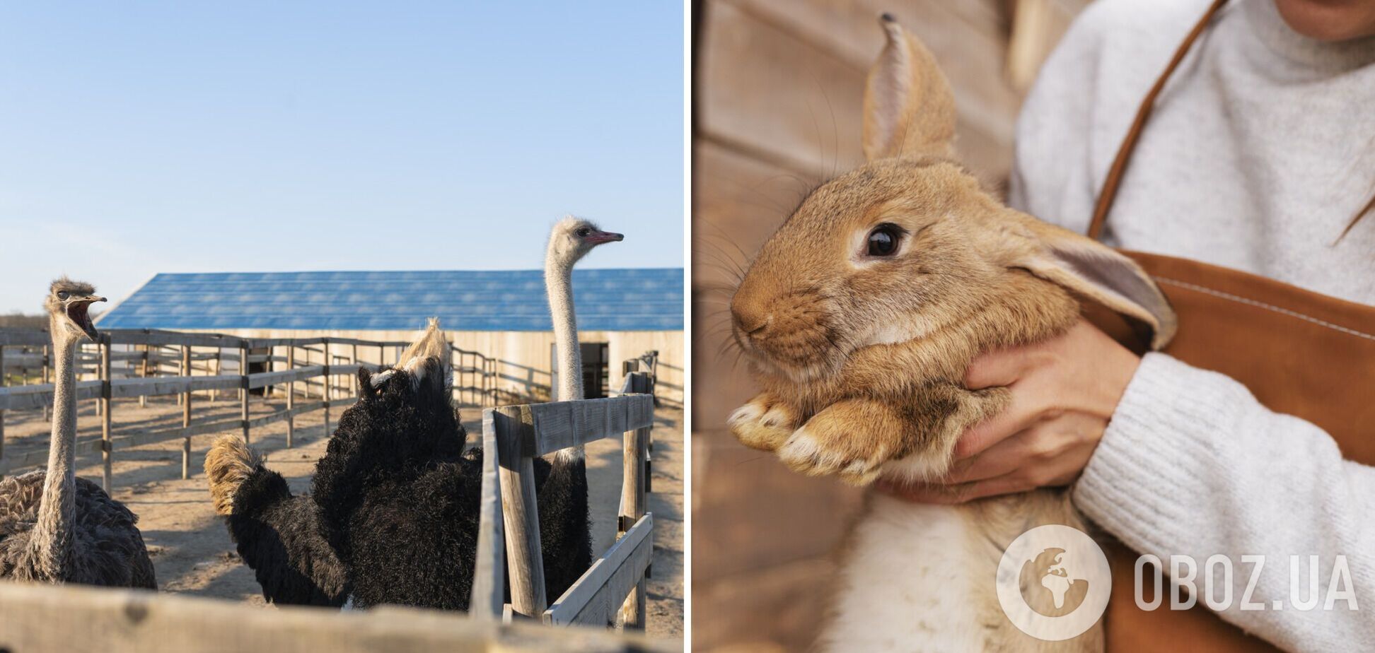 Страусы, ишаки и медведи: путешествие по необычным фермам Украины, работающим зимой