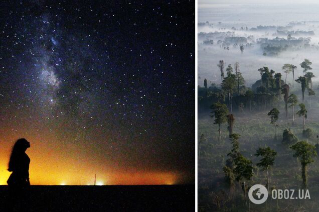 На Землі більше дерев, ніж зірок в Чумацькому Шляху: вчені пояснили, це правда чи ні