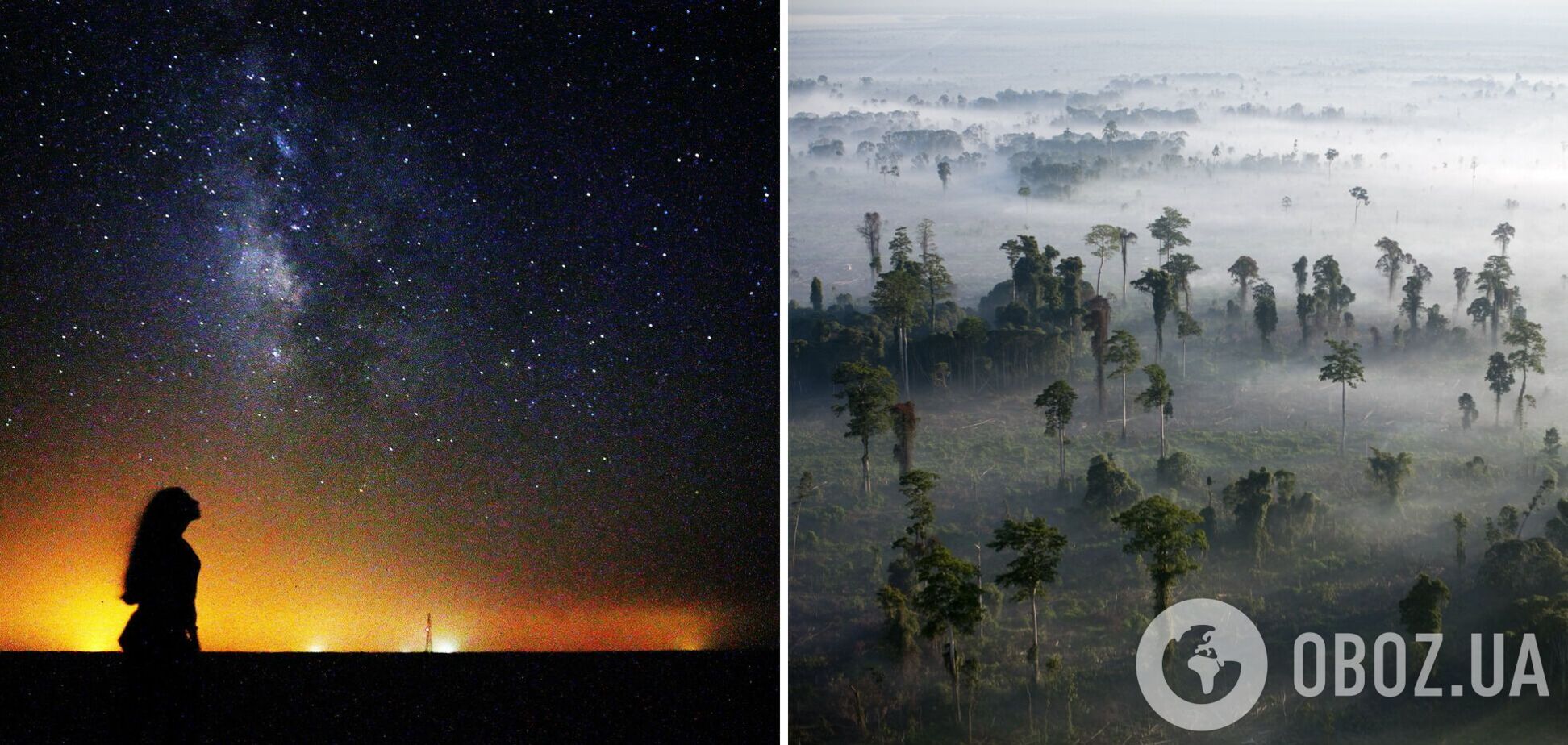 На Земле больше деревьев, чем звезд в Млечном Пути: ученые объяснили, это правда или нет