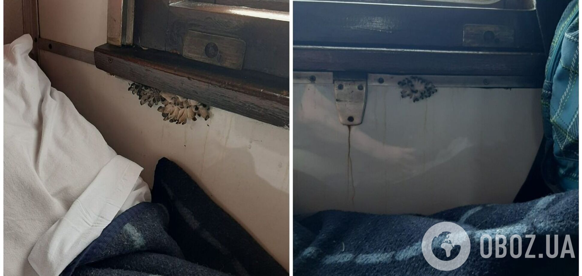 'Бонус до подорожі?' Мережу розбурхали фото грибів, які виросли прямо в поїзді УЗ. Фото