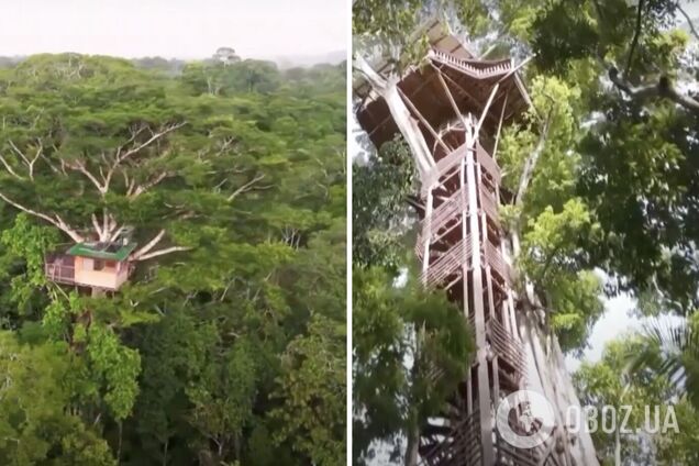 В джунглях Перу на дереве построили учебный центр: от него до земли – 32 метра. Фото и видео