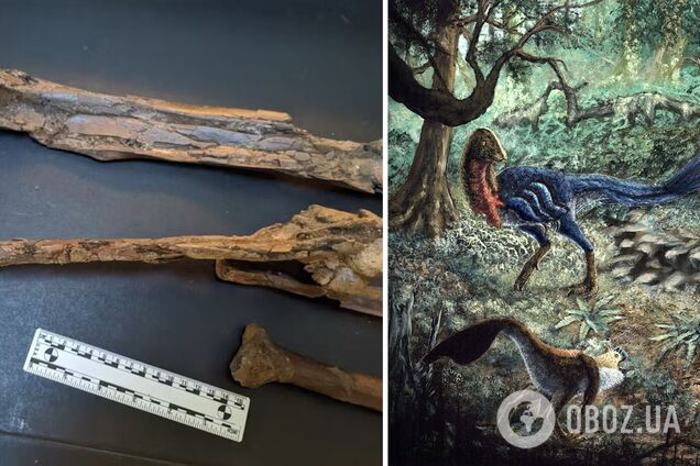 Ученый приобрел в сети останки динозавра, которые оказались 'адским монстром'