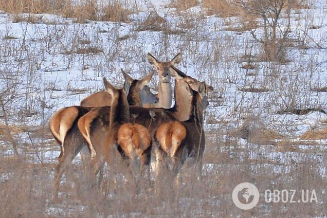 В зоне заметили целый табун благородных красавиц