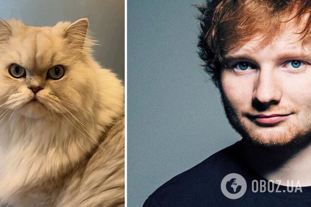 Ед Ширан повернувся в Cat Cafe через 10 років, щоб вразити котів піснею, але знову зазнав фіаско. Кумедне відео