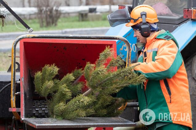 У Києві почали працювати пункти прийому новорічних дерев. Адреси та мапа