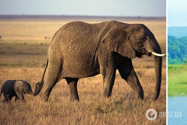 Фото вартує мільйона слів: мережу сколихнула історія загубленого слоненяти, яке пройшло 4 кілометри без мами
