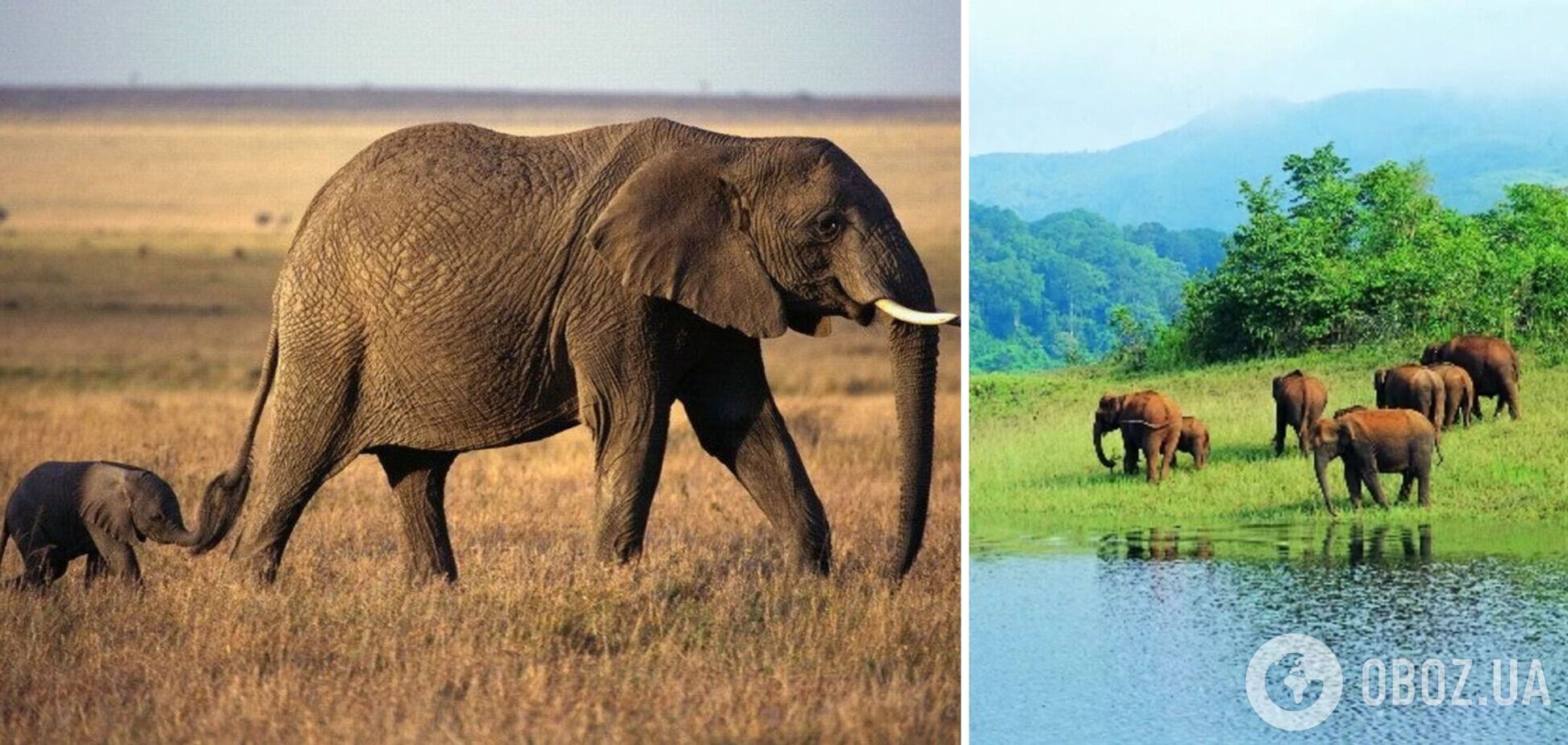 Фото вартує мільйона слів: мережу сколихнула історія загубленого слоненяти, яке пройшло 4 кілометри без мами