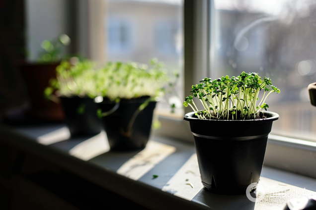 Посевной календарь на январь: благоприятные дни для рассады