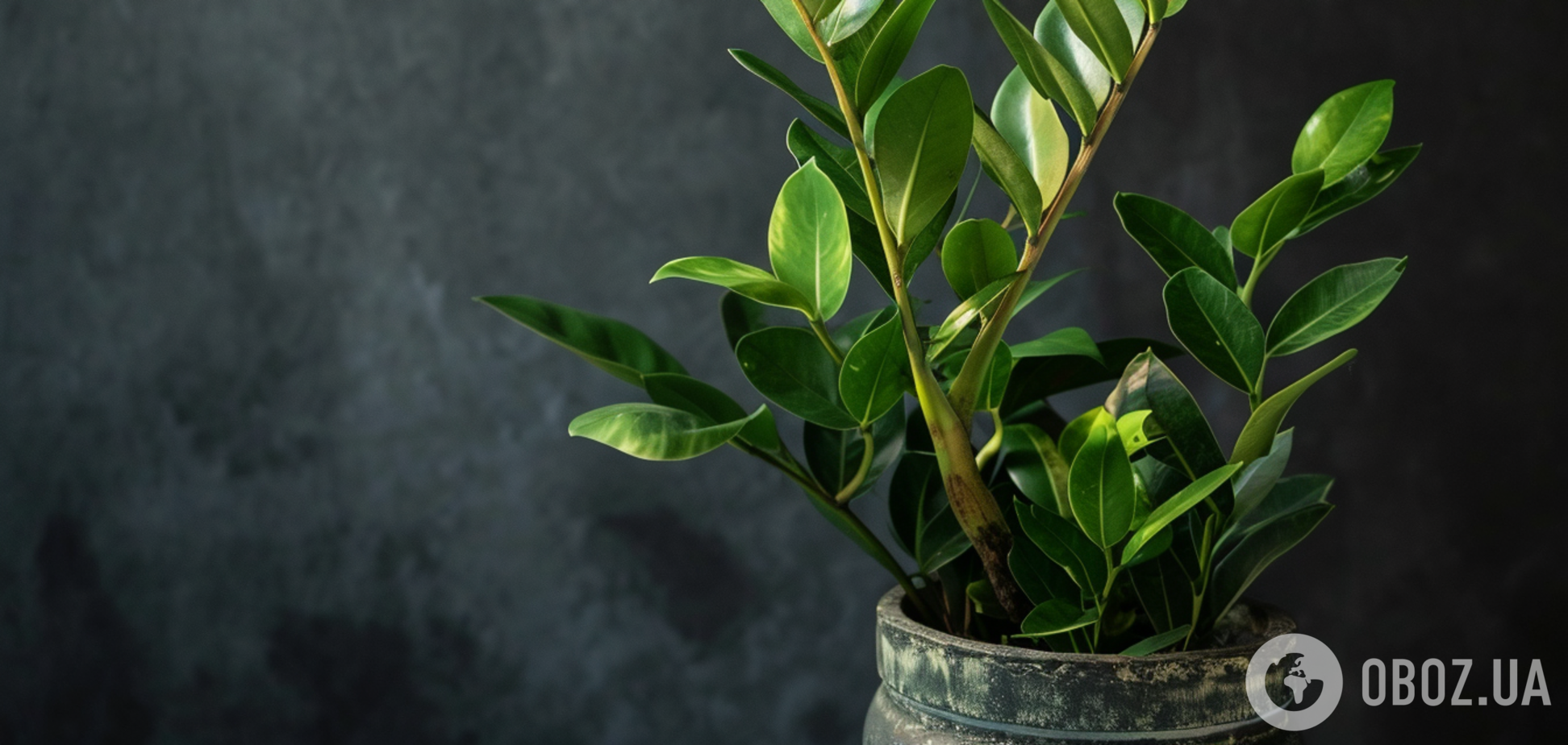 Замиокулькас будет блестеть: лучшая домашняя подкормка для комнатных цветов