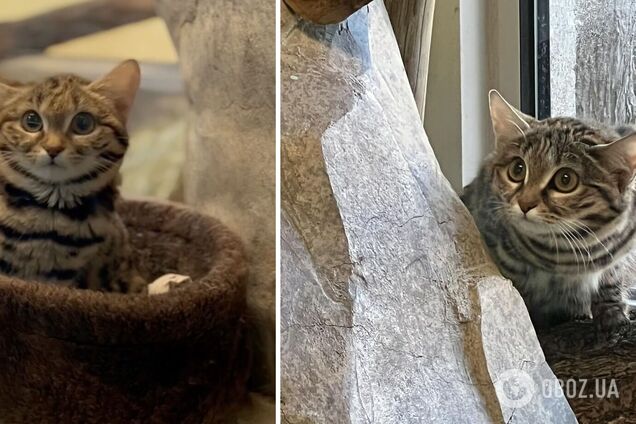 У зоопарку США з'явився один із найсмертоносніших котів світу: який вигляд має крихітний хижак, що дає фору левам