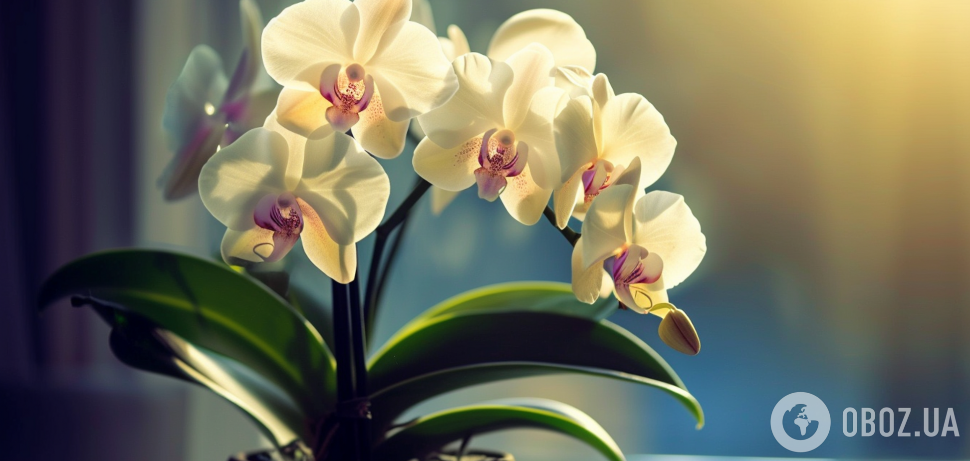 Як обрати горщик для орхідеї: примхливій квітці підійдуть не всі