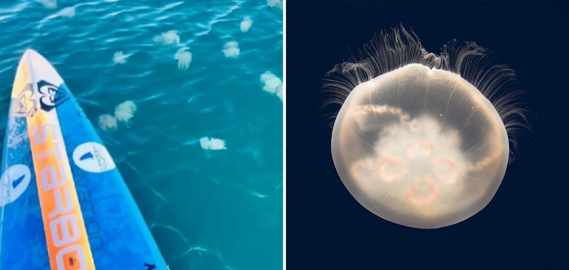 Пляж популярного курорта в Таиланде заполонили ядовитые морские существа, которые больно жалят: что стоит знать туристам