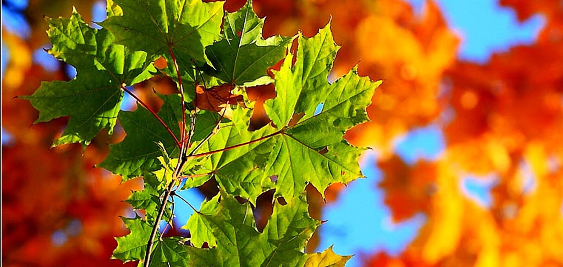 Літо ще повертається: синоптикиня спрогнозувала 'битву' тепла і холоду в Україні